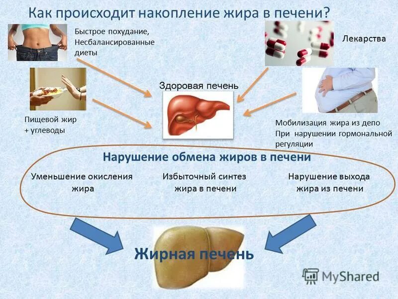 Изменения происходящие в жирах. Накопление жира в печени. Нарушение жирового обмена печени. Заболевания связанные с нарушением липидного обмена. Заболевания при нарушении липидного обмена.