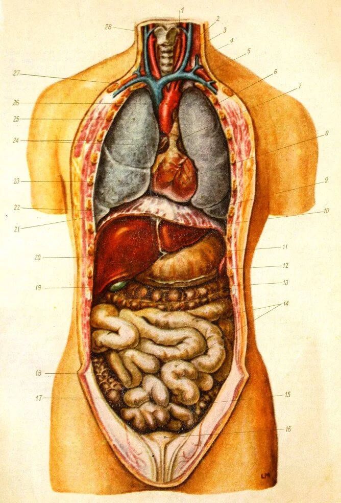 Внутреннее строение женщины органы фото с надписями. Анатомия органов брюшной полости. Анатомия человека внутренние органы брюшной полости. Строение человека внутренние органы мужчины брюшной полости. Анатомия органов человека брюшной полости женщины.