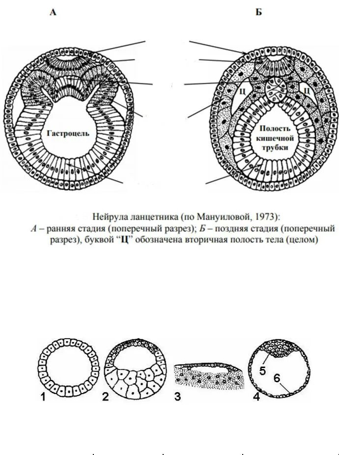 Нейрула какая стадия. Зародышевые листки ланцетника. Нейрула зародышевые листки. Структуры нейрулы позвоночных. Строение гаструлы иинейрулы.