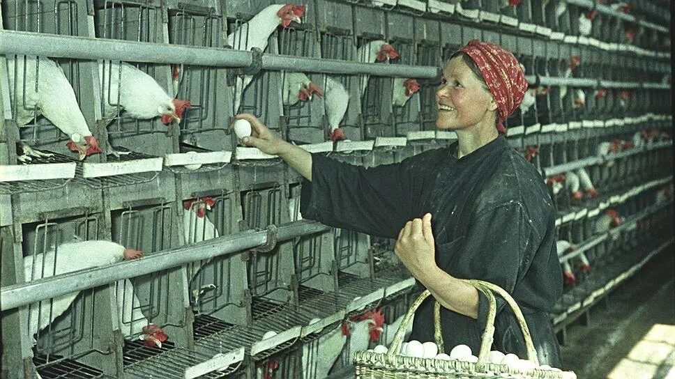 Оператор птицефабрик. Птичник птицефабрика в ссср. профессия птичница. ссср птицеводство. птичница на птицеферме.