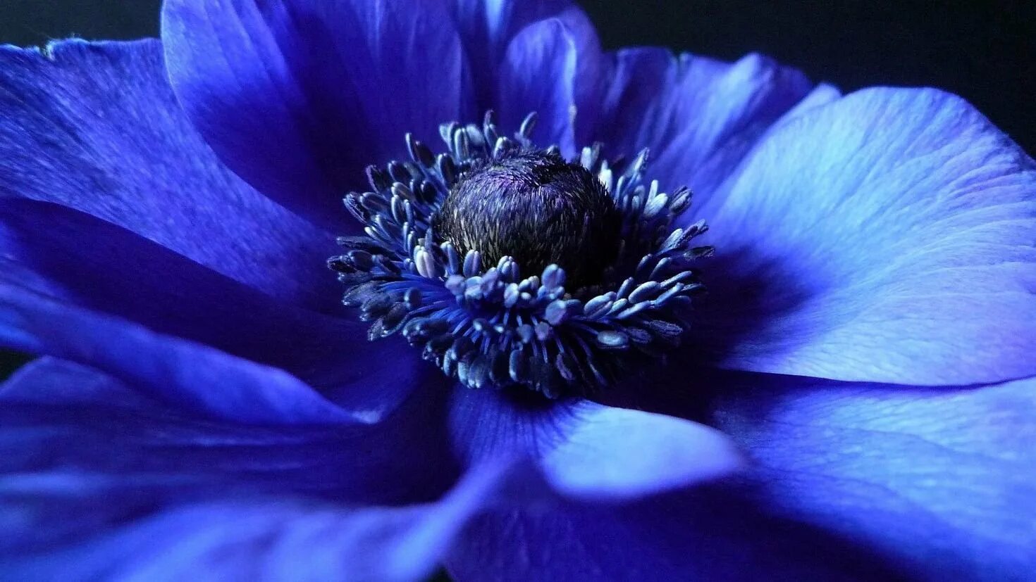 Фотография синего цвета. Анемона синяя. Anemones цветы синие. Анемона Кармель Блю. Анемон голубой.