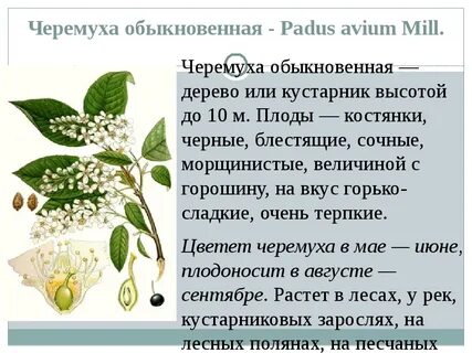Систематика черемухи
