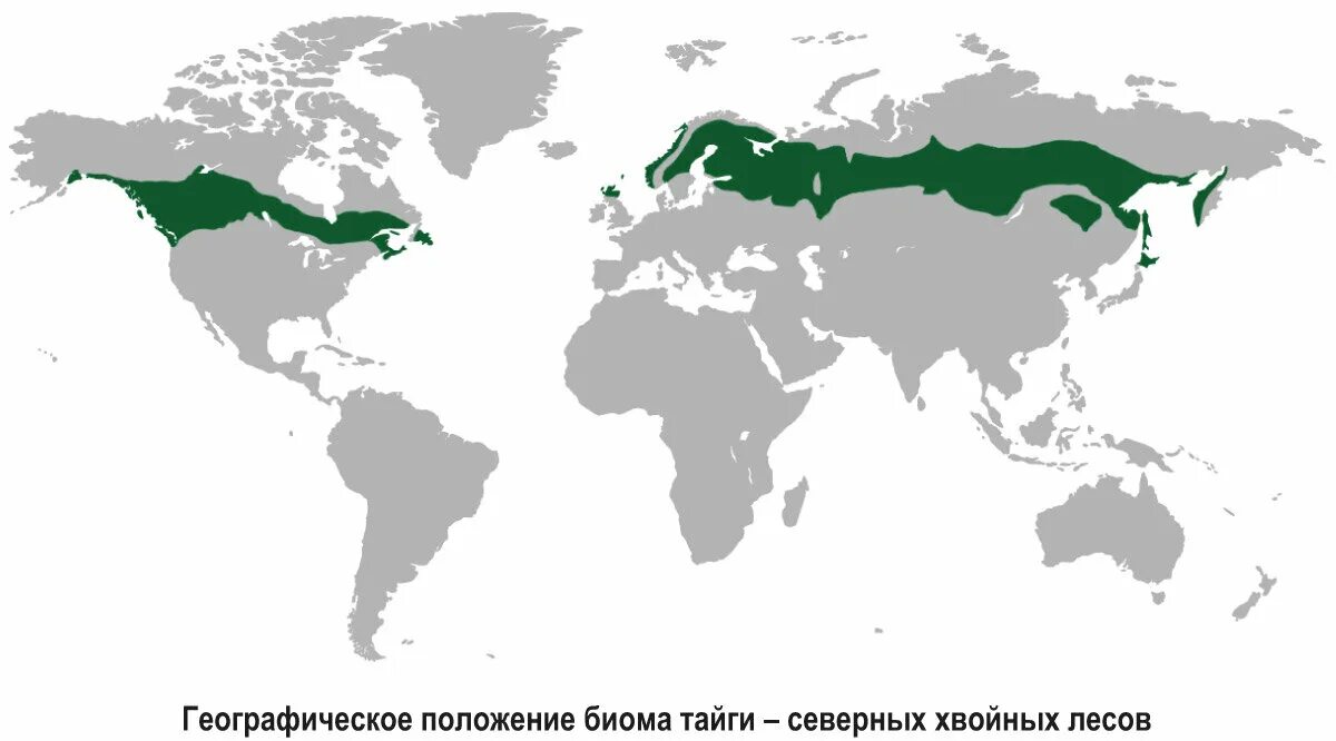 Где находится лес на карте