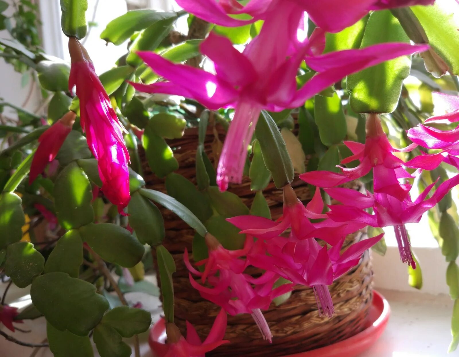 почему на декабристе цветет по 1 цветочку. декабрист фиолетовый. декабрист зацвел в марте. декабрист. к чему цветет декабрист в феврале.