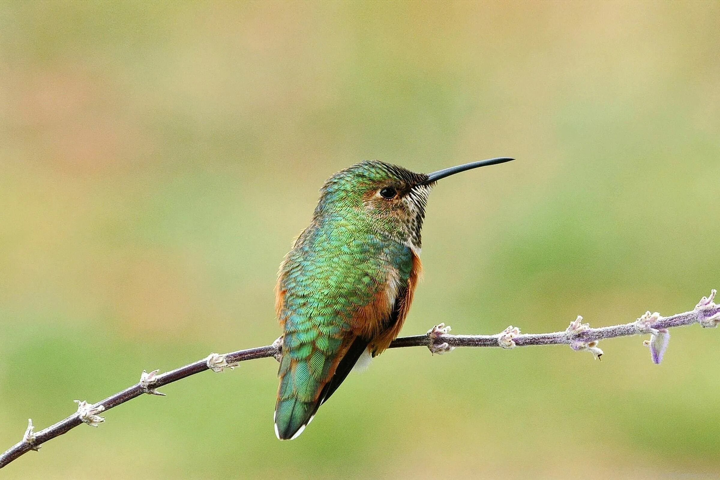 Колибри trochilidae. Колибри сельвы Южной Америки. Ракетохвостый Колибри. Колибри (подотряд).