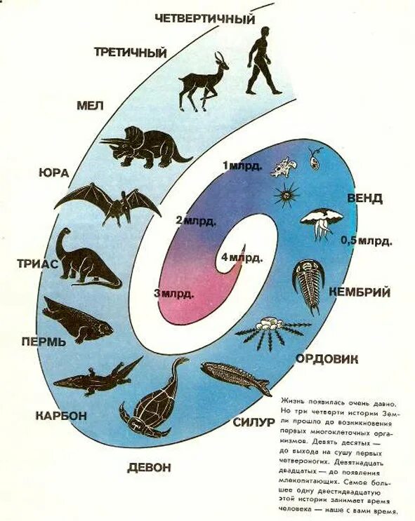 Хронологическая последовательность групп животных. Схема развития жизни на земле биология. Эволюция появления животных.