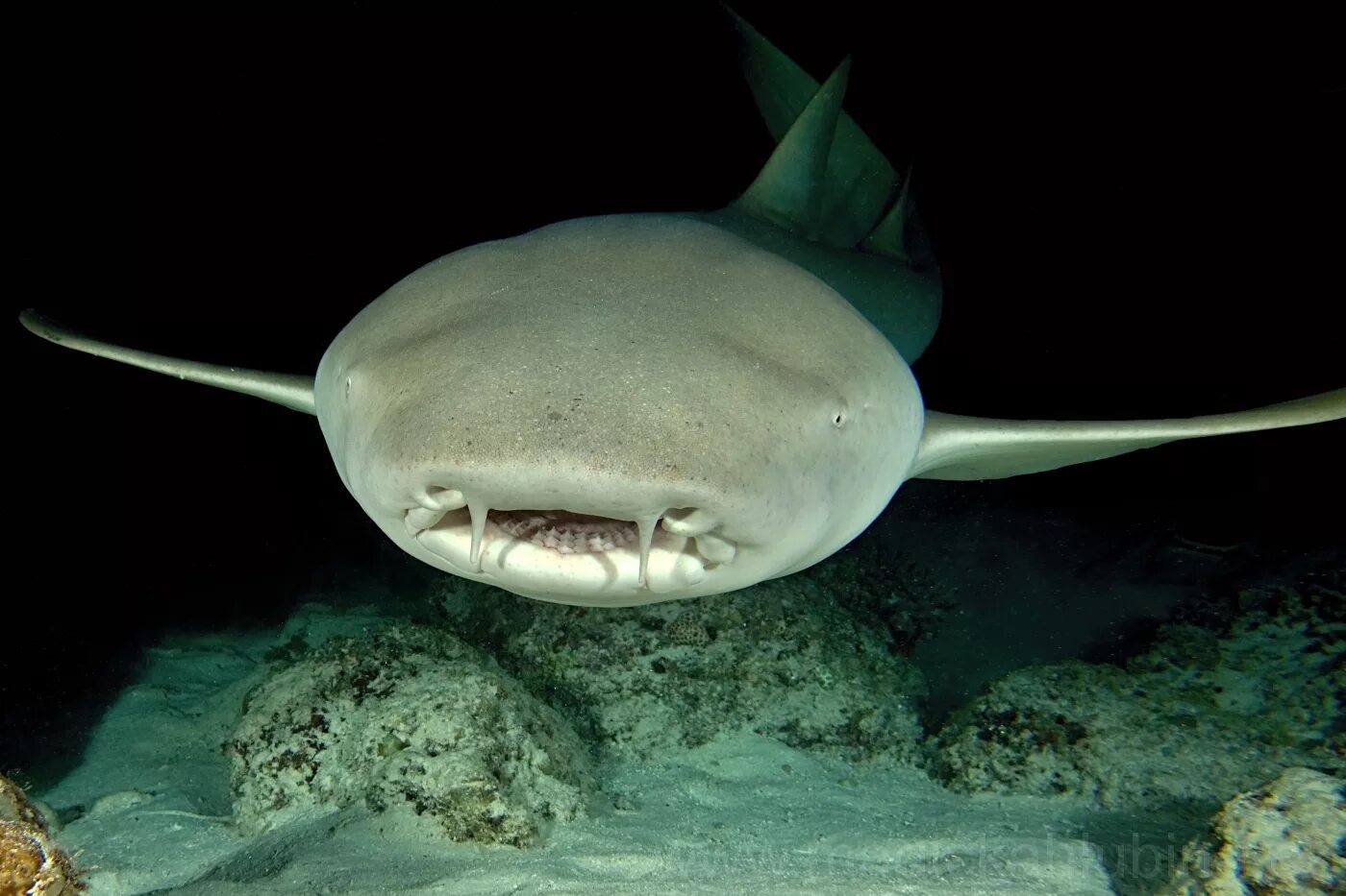 Усатая акула-нянька. Усатая акула няня. Акула нянька. Акулы няньки на мальдивах. Ginglymostoma cirratum.