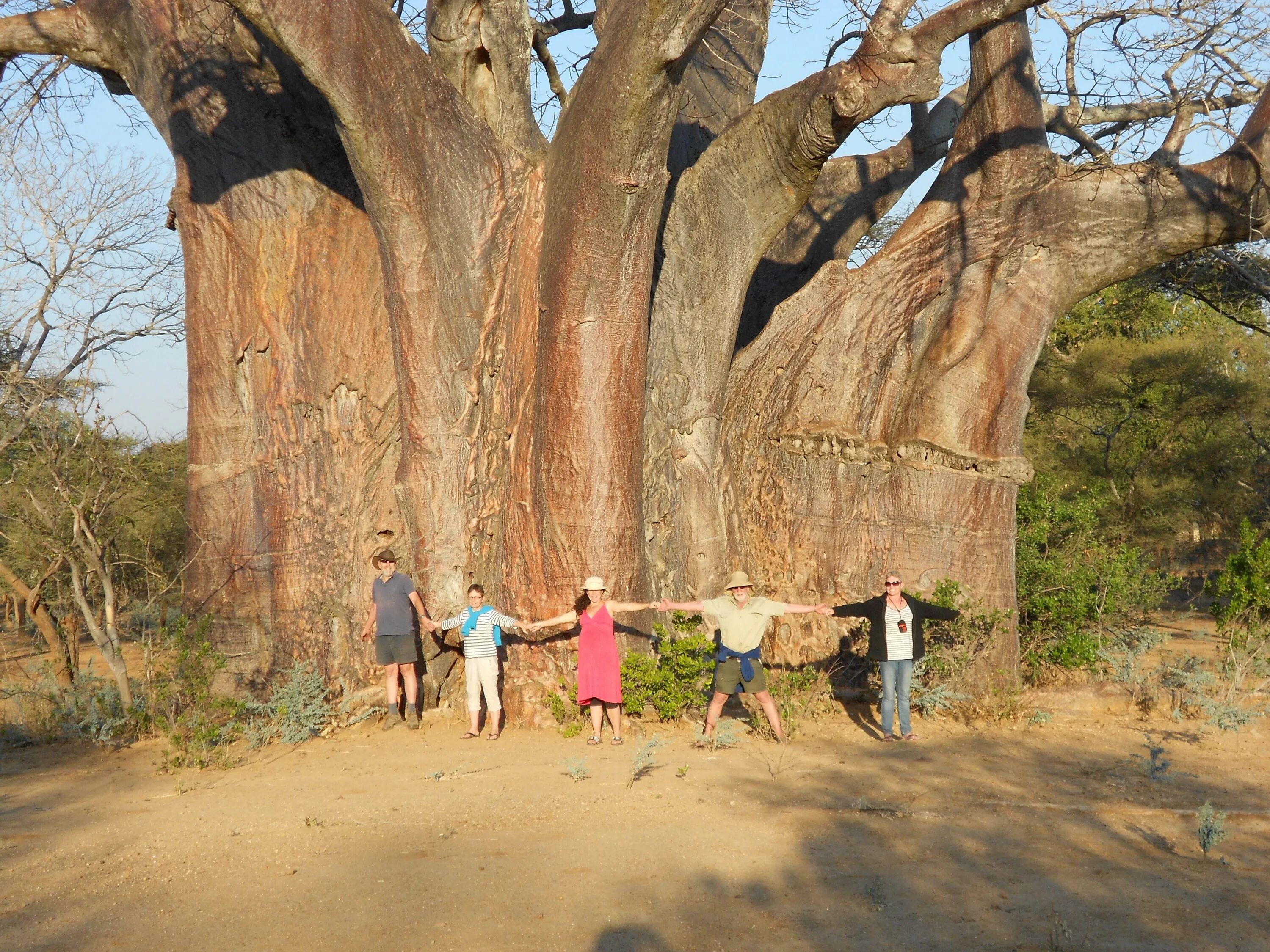 Adansonia za Unique trees, Baobab tree, Landscape
