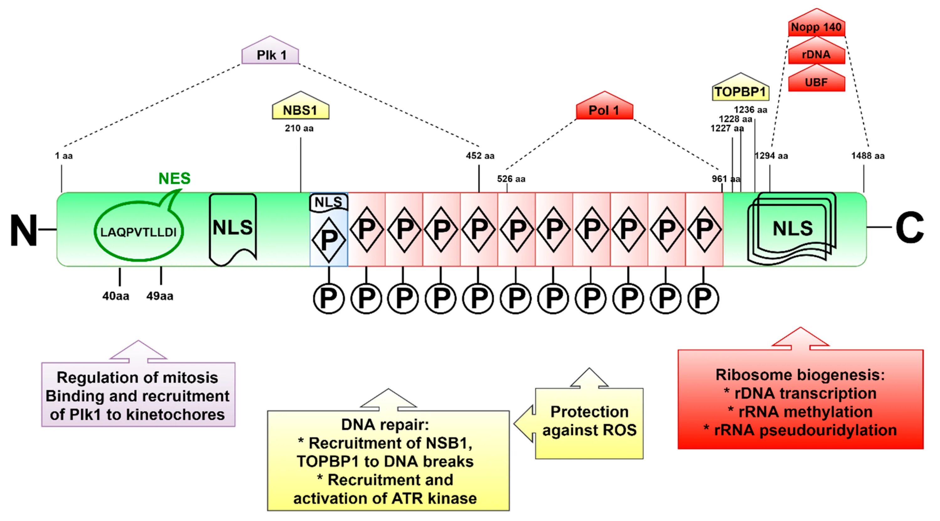 При мутациях в гене tcof1 ти. Brca1 Gene Mutation is a loss of Control of estrogen receptor activation by the Gene product.. Ген 1 телефон