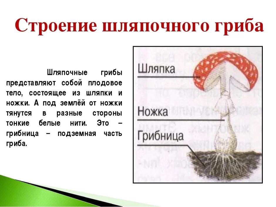 Главной частью шляпочного гриба является. Схема плодовое тело шляпочного гриба. Строение шляпочного гриба вкратце. Строение шляпочного гриба рисунок. Строение шляпочного гриба часть гриба.