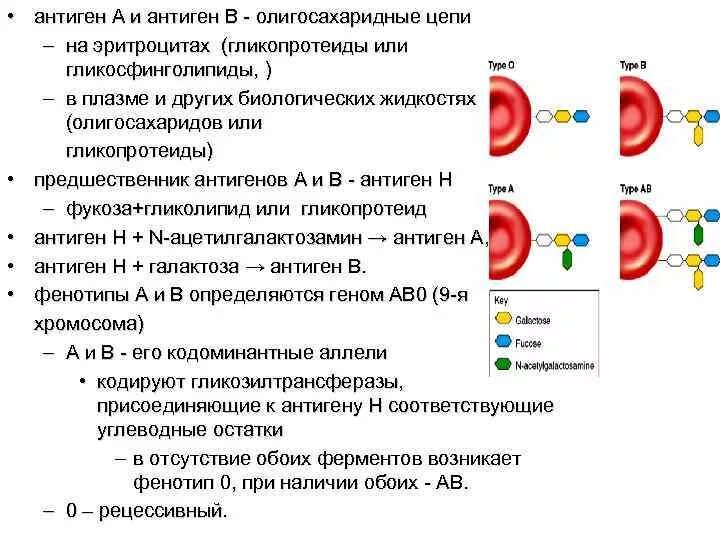 Антиген b в крови