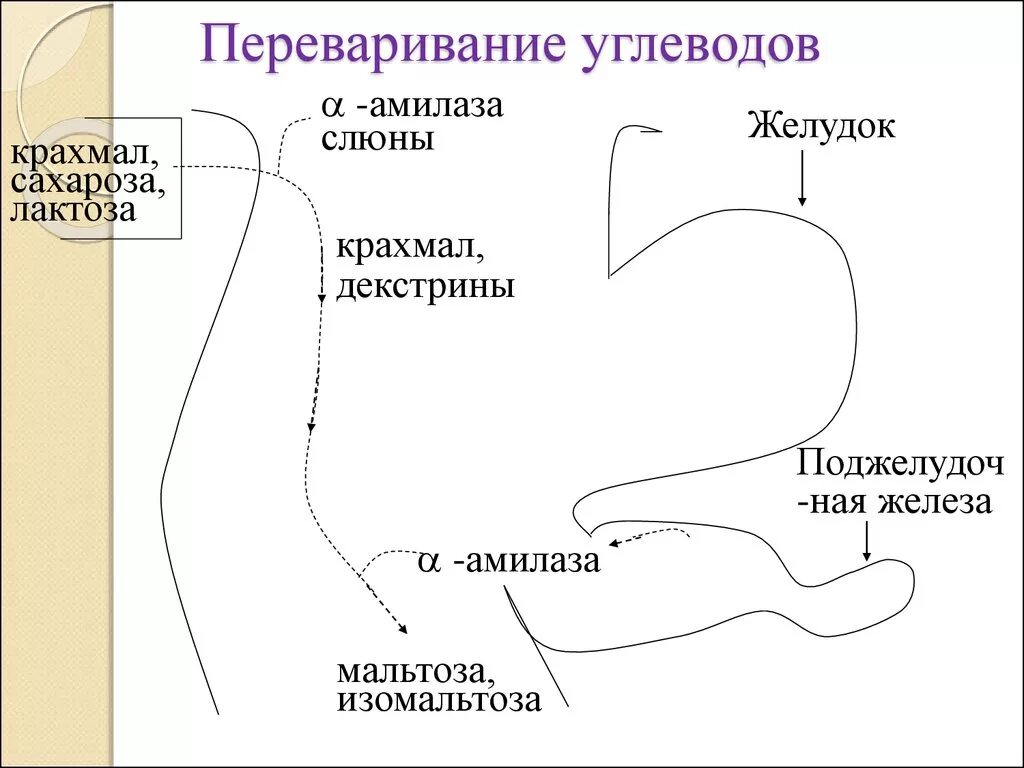 Расщепление углеводов в организме человека происходит. Переваривание углеводов. Приваривание углеводов. Схема переваривания. Процесс переваривания углеводов.