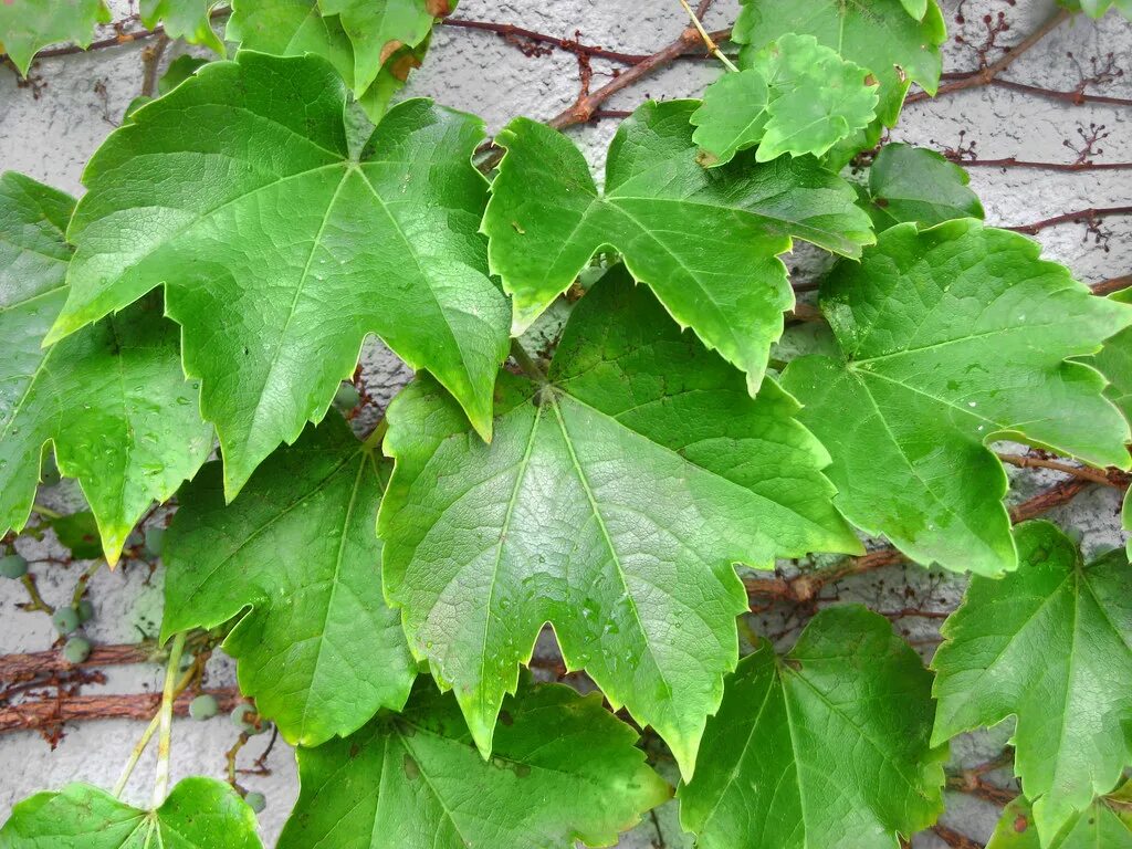 Как избавиться от дикого винограда. Parthenocissus tricuspidata. Амурский виноград партеноциссус. Партеноциссус дикий виноград.