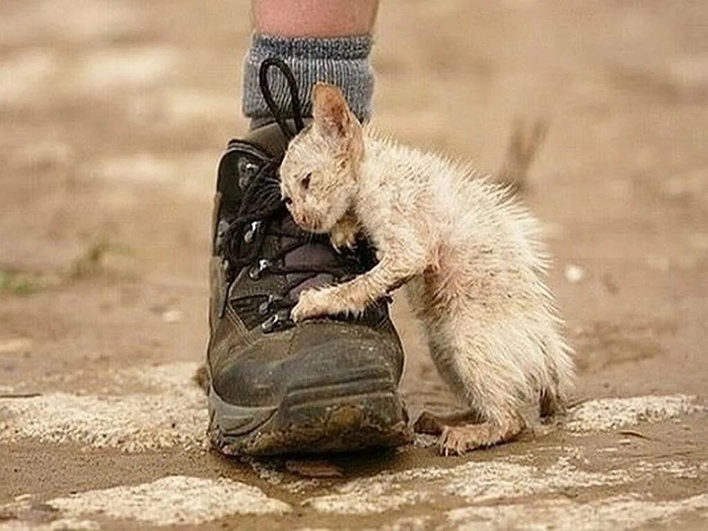 Не нужно никому помогать. Сострадание к животным. Доброе отношение к животным это.