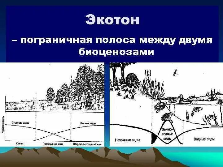 Последовательность формирования биоценоза. Последовательность формирования биоценоза