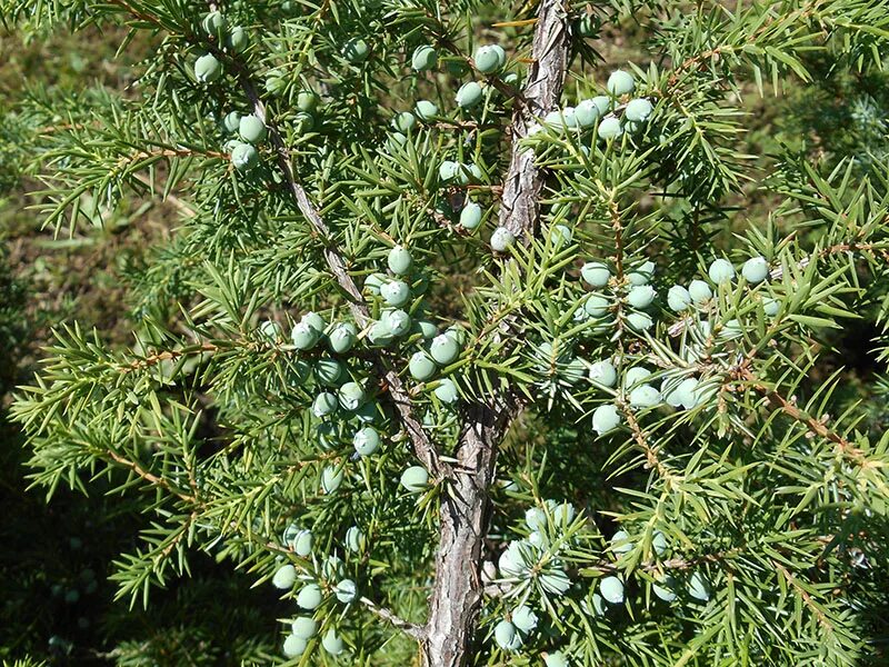 Можжевельник сибирский (Juniperus sibirica) - описание сорта, фото, саженцы, пос