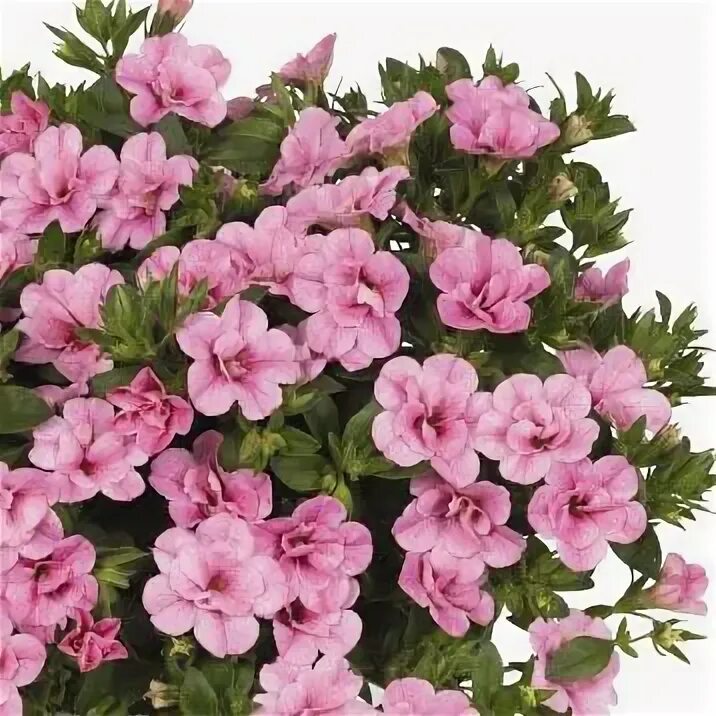 Калибрахоа double pink. Калибрахоа алоха дабл пинк. Калибрахоа aloha double pink. Калибрахоа hula soft pink. Калибрахоа double soft pink.