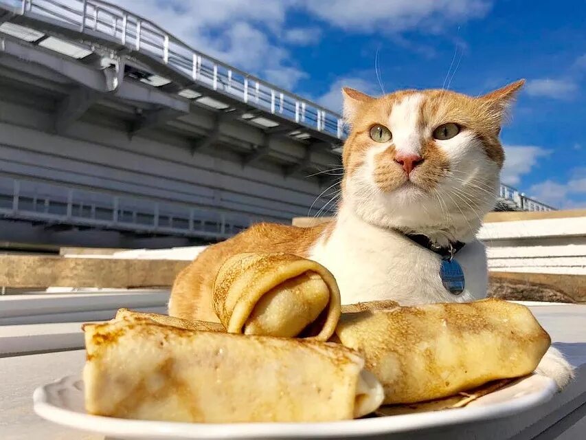 включи клип блин. поедание блинов на масленицу. клава кока и нилетто краш. девушка с блинами. включи клип блин.