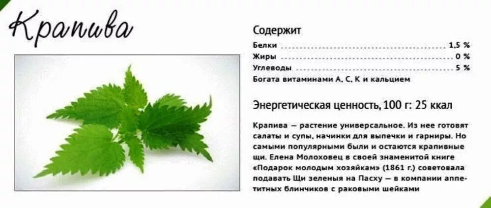 Крапива содержание. Крапива. Витамины в крапиве. Крапива содержит витамины. Полезные свойства крапивы.