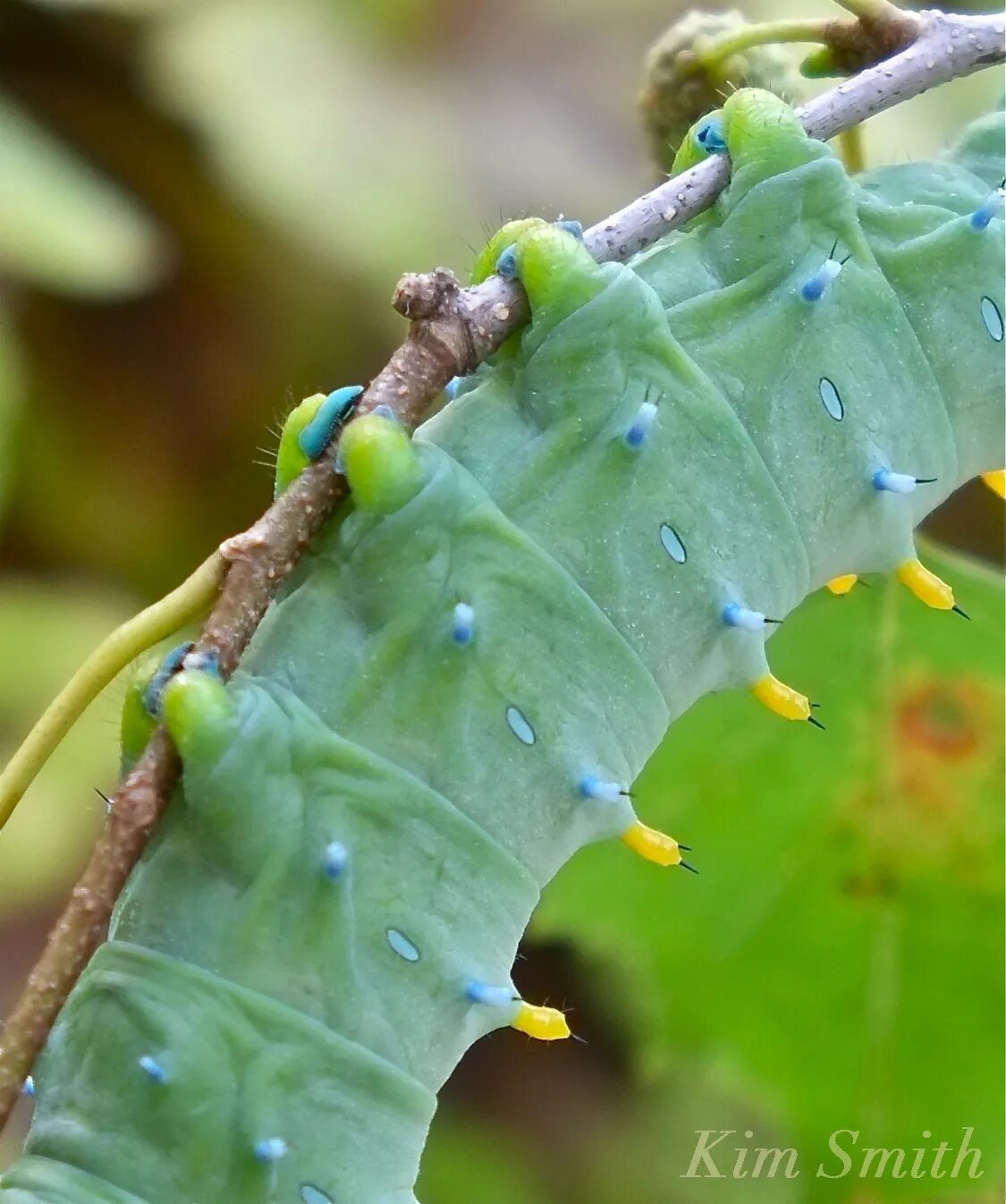 Сколько лет гусеница. Cecropia гусеница. редкие гусеницы. лапки гусеницы. гусеница с лапами.