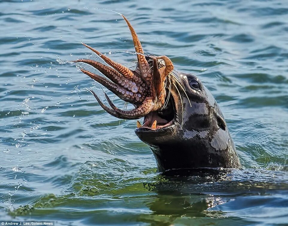 Съесть осьминога. Морские существа. Хищные морские животные. Рыбы хищники. Осьминог хищник.