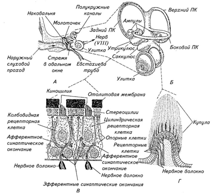 Клетки вестибулярного аппарата. Отолитовый аппарат вестибулярного анализатора. Схема периферического отдела вестибулярного анализатора. Вестибулярная система строение. Схема рецепторного отдела слухового анализатора.