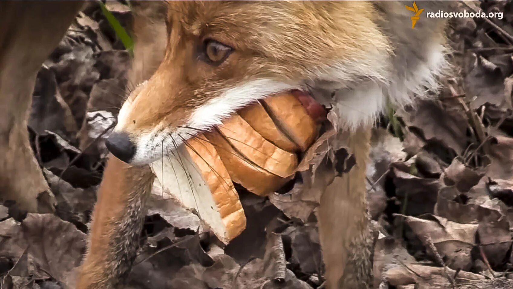 Заметивший зверя. Лиса ест. Лиса ест хлеб. Лиса с едой.