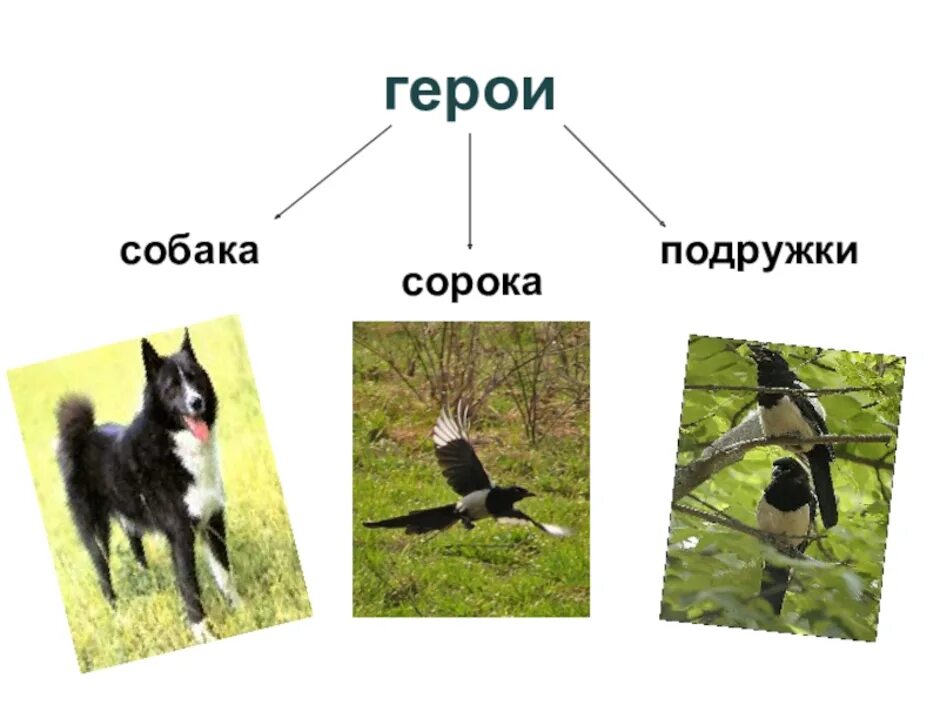 М пришвин выскочка презентация 4 класс. План рассказа выскочка Пришвина. Выскочка пришвин сорока. План к рассказу выскочка пришвин. Выскочка пришвин герои.