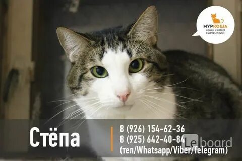 Кот степа