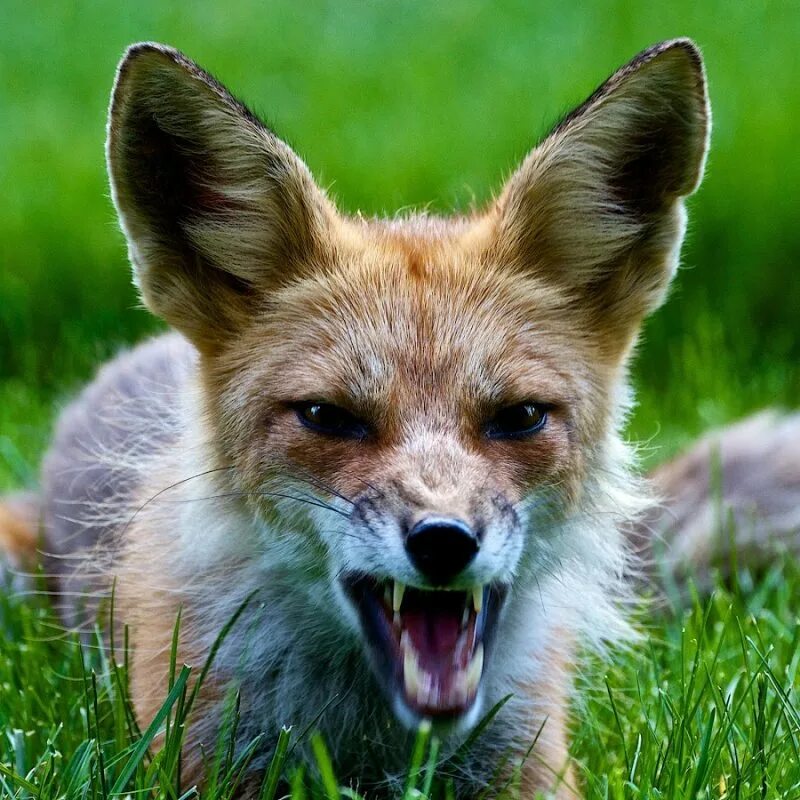 бешеная лиса. бешенные животные. бешеная овчарка. кавказская овчарка оскал. бешенные животные.