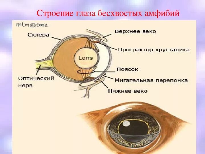 Структура глаза птицы. Строение глаза земноводных. Строение глаза рептилий. Глаз земноводных хрусталик. Мигательная перепонка у лягушки.