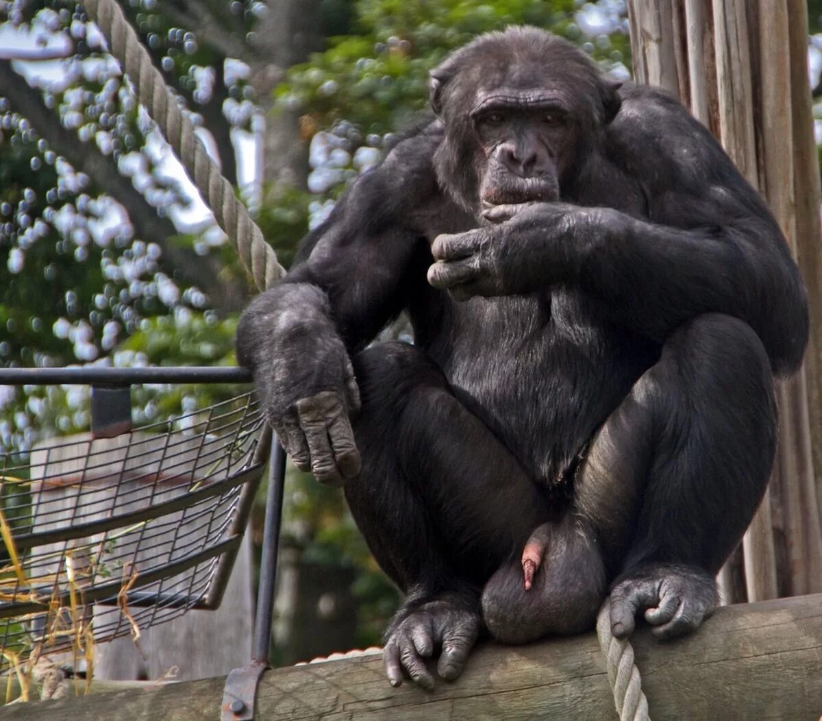 Огромные половые органы. Бонобо семенники. Шимпанзе бонобо. Обезьяна самец.
