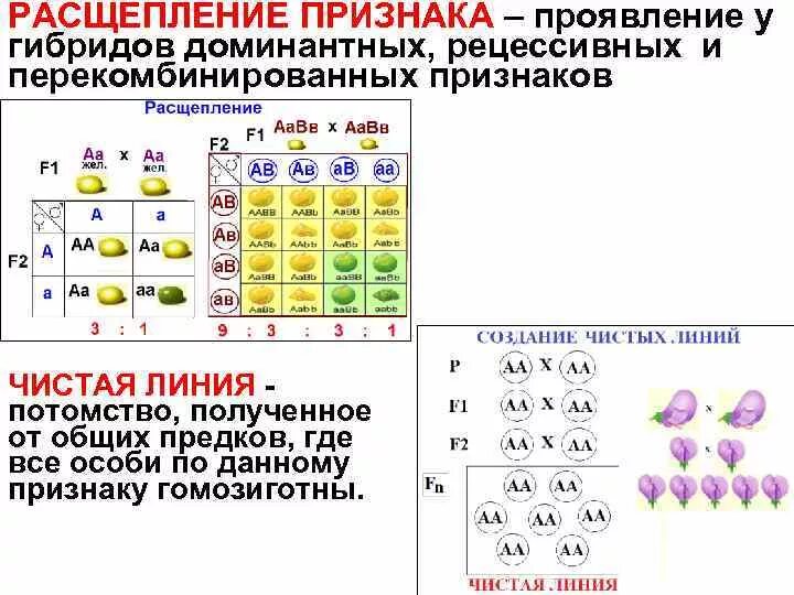 Расщепления в генетике. Расщепление генетика таблица. Таблица всех типов расщепления в генетике. Расщепления в генетике таблица. Чистая линия это потомство