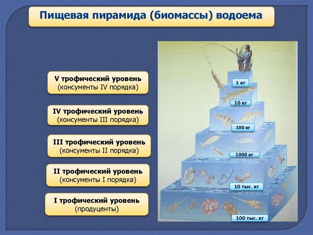 Число трофического уровня