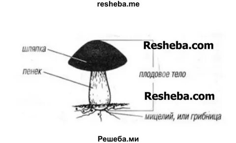 Строение гриба масленок