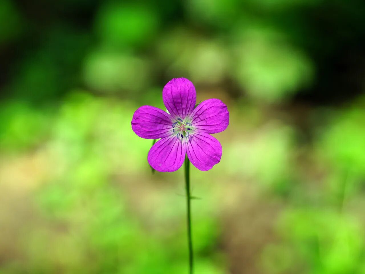 Free Images : blossom, leaf, flower, petal, spring, red, botany, garden, flora, 