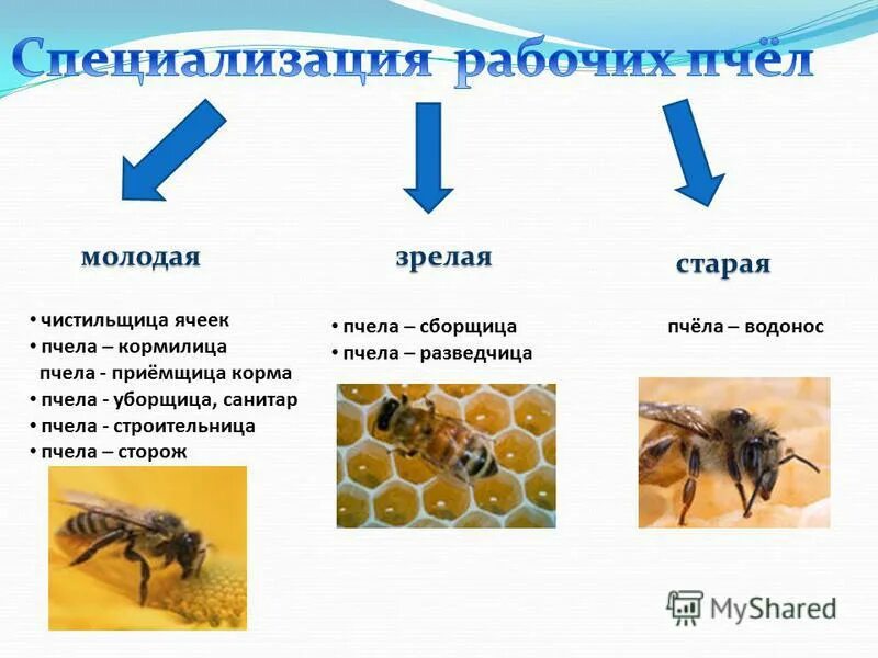 Почему пчелы относятся к насекомым. Информация о пчелах. Важность пчеловодства. Значимость проекта Пчеловодство. Пчела разведчица.