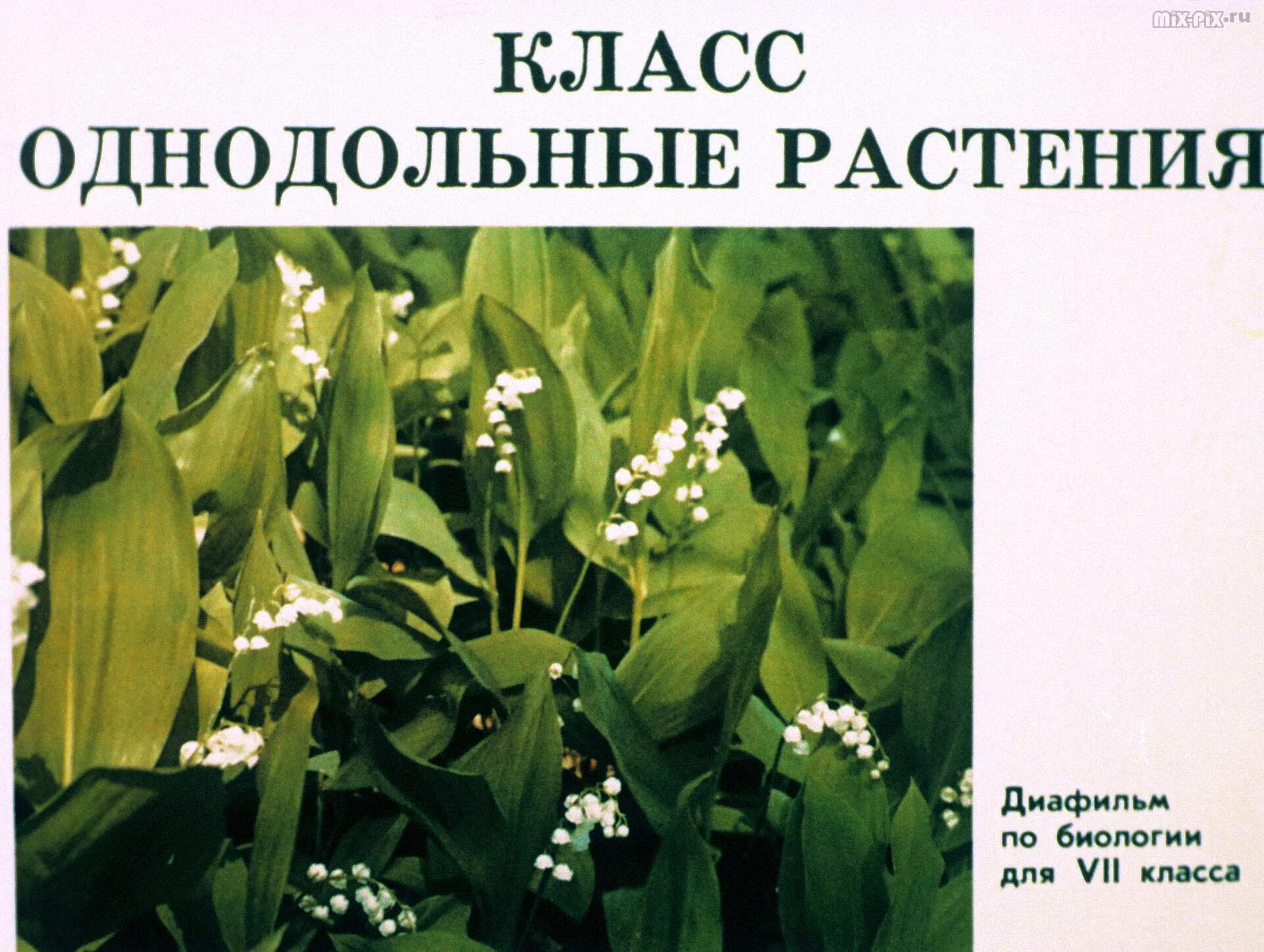 Тест класс однодольные 7 класс. Лекарственные Однодольные растения. Однодольные растения фото. Класс Однодольные 7 класс биология. Дикорастущие растения семейства лилейных.