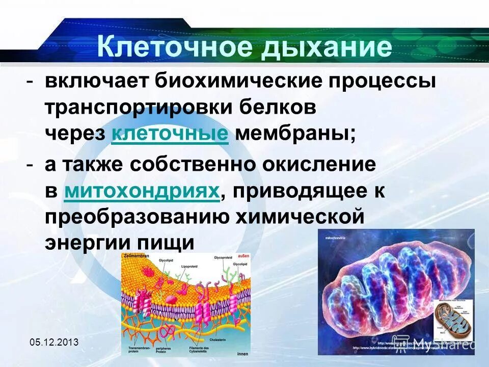 в митохондриях в процессе дыхания происходит. энергетический обмен в митохондриях схема. митохондрии процесс синтез атф егэ. в митохондриях в процессе дыхания происходит. в митохондриях в процессе дыхания происходит.