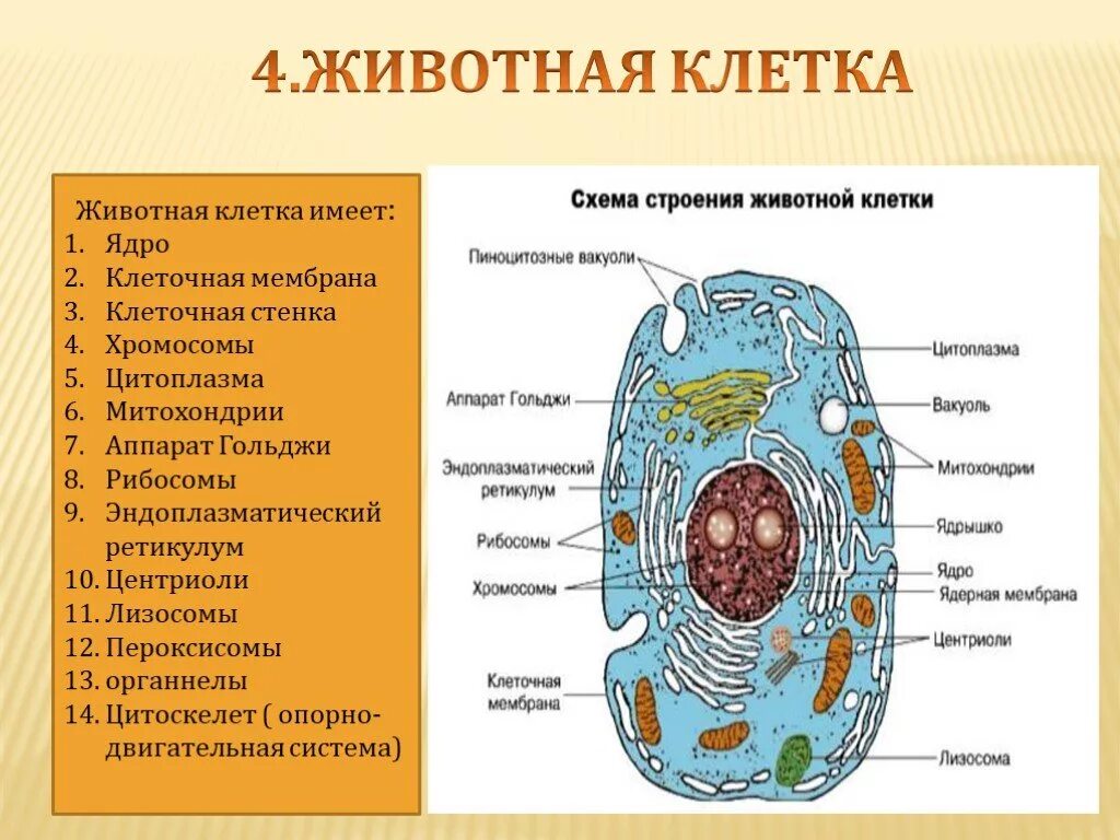 Любая клетка состоит. Строение клетки многоклеточного животного. Строение клетки животного функции клеточная оболочка. Из чего состоит клеточная стенка животной клетки. Состав клетки животных.