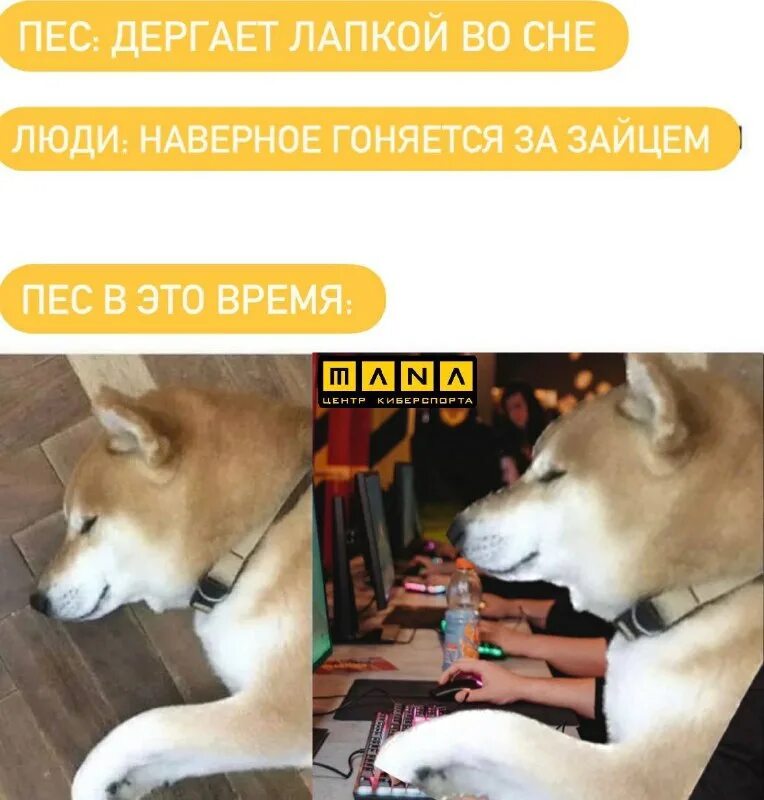 Корги. Корги спа. Собака дергается во сне. Собака во сне дергает лапами. Собака во сне дергает лапами.