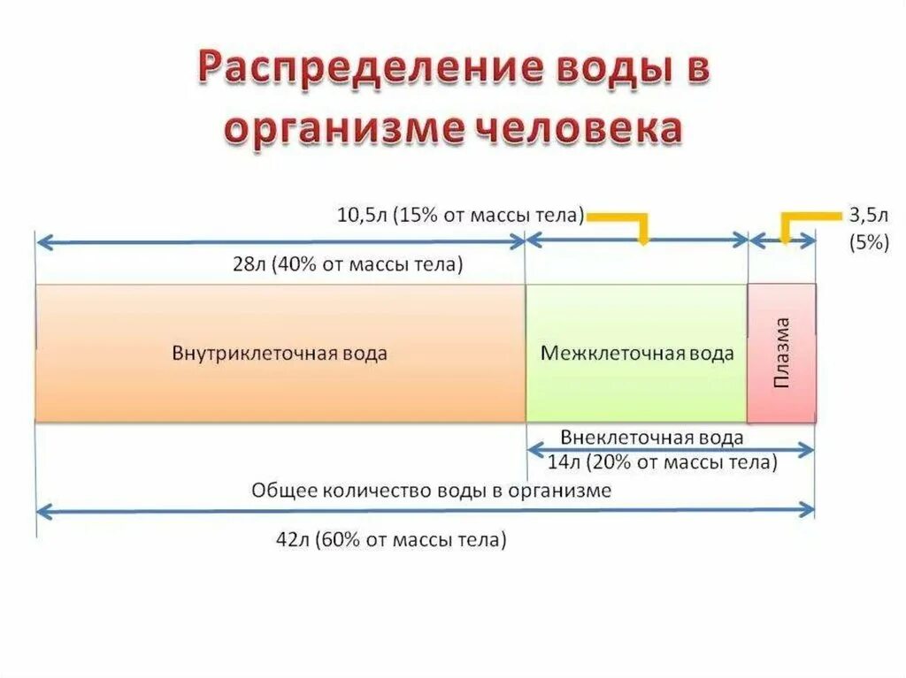 Распределение воды в организме. Распределение жидкости в организме человека. Распределение воды в организме человека. Водные сектора организма.