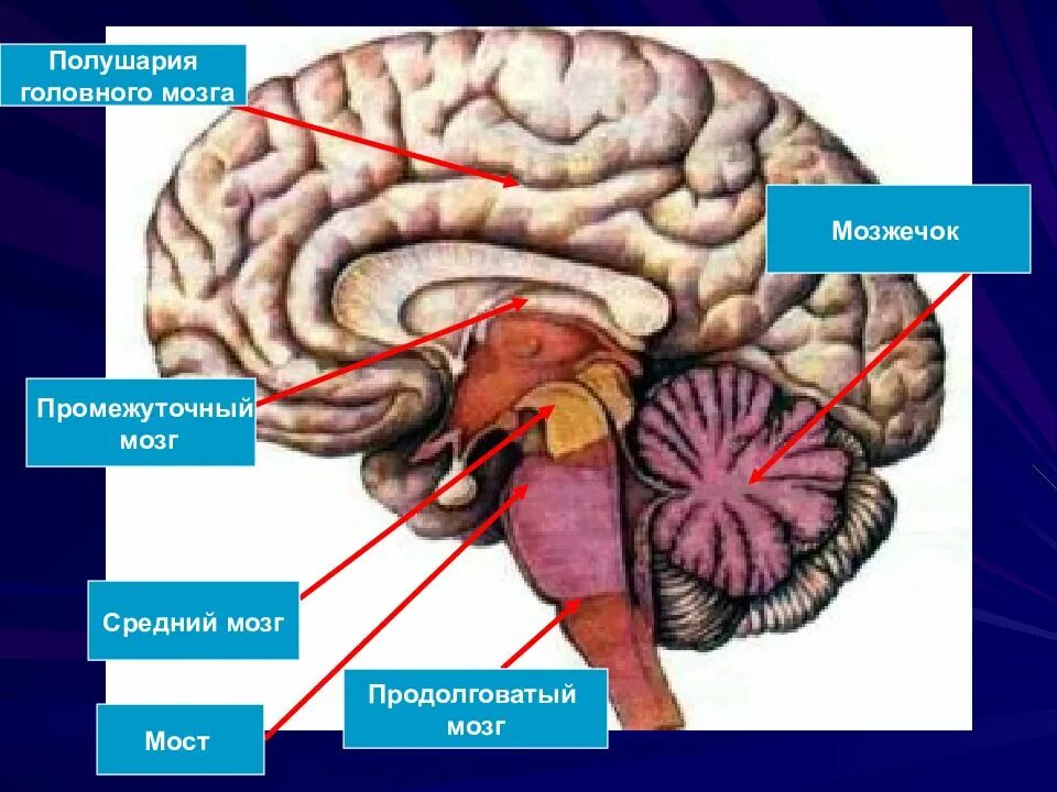 Определите функцию головного мозга