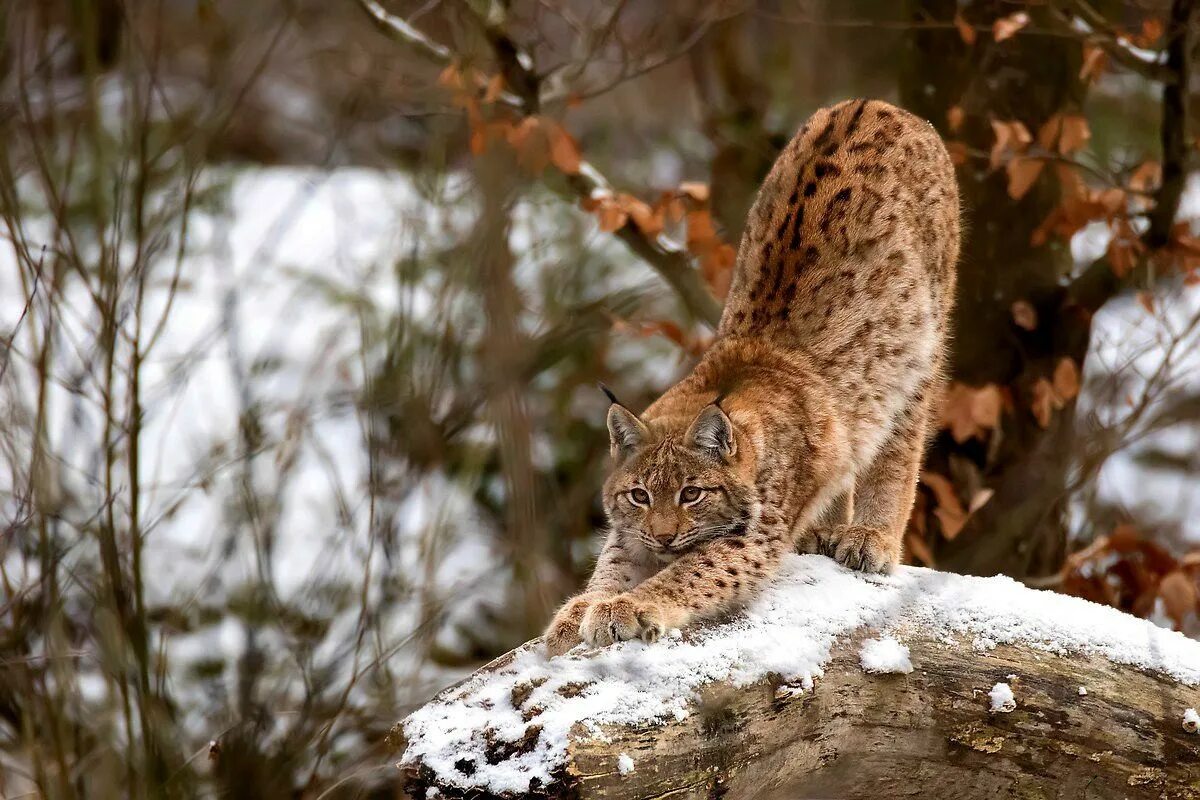 Рысь — Lynx Lynx. Рысь Уссурийской тайги. Рысь в Кавказском заповеднике. Рысь европейская обыкновенная.