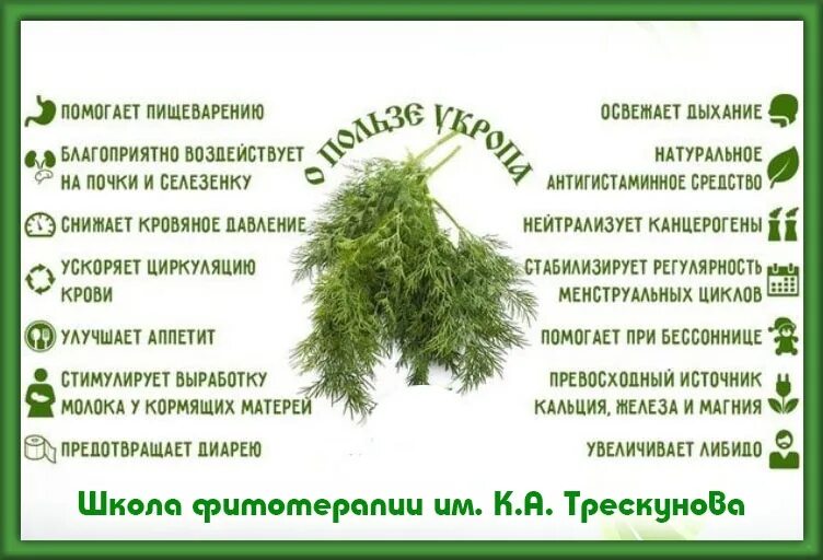 Укроп семена польза отзывы. Полезные свойства укропа для организма человека. Чем полезен укроп. Что полезного в укропе. Полезные свойства укропа.