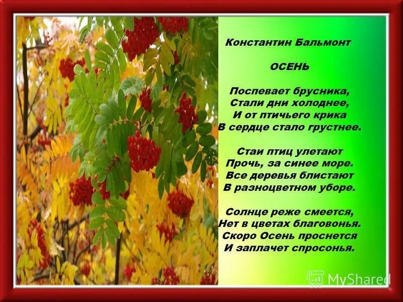 Стали брусника дни. Бальмонт поспевает брусника. Бальмонт поспевает брусника стихотворение. Бальмонт стихотворение осень поспевает брусника.