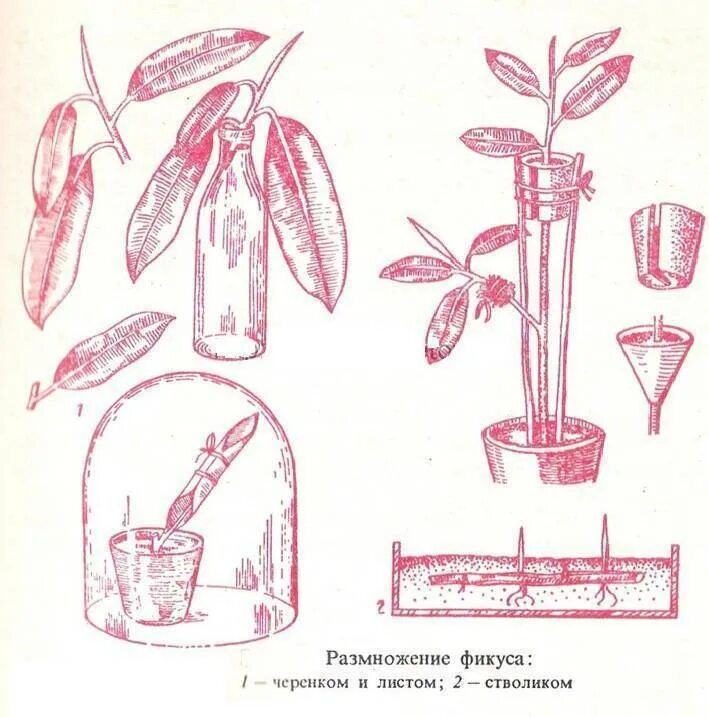 Как размножить фикус пошагово. Фикус каучуконосный размножение отводками. Черенкование фикуса каучуконосного. Фикус эластика укоренение черенков. Фикус каучуконосный размножение черенками.