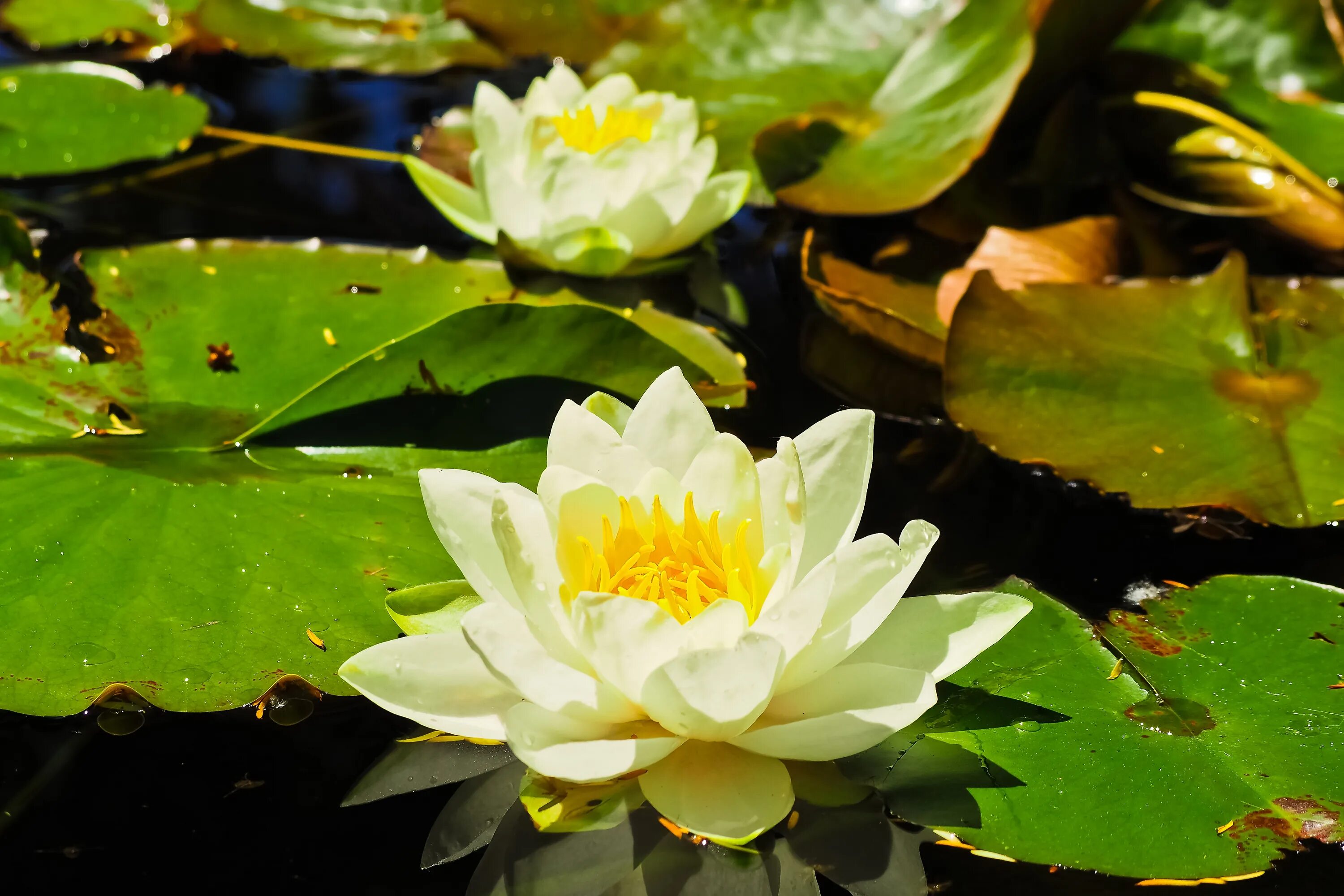 Кувшинка кубышка. Кубышка (Nuphar). Кувшинка желтая кубышка. Кувшинка белая и кубышка желтая. Желтая кувшинка на воде