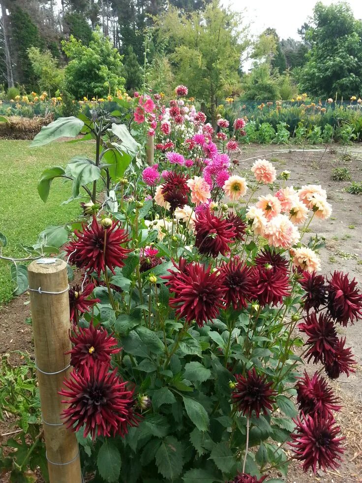 Dahlia Garden - Photo Galleries - MCBG Corp. 2025 Fort Bragg, California