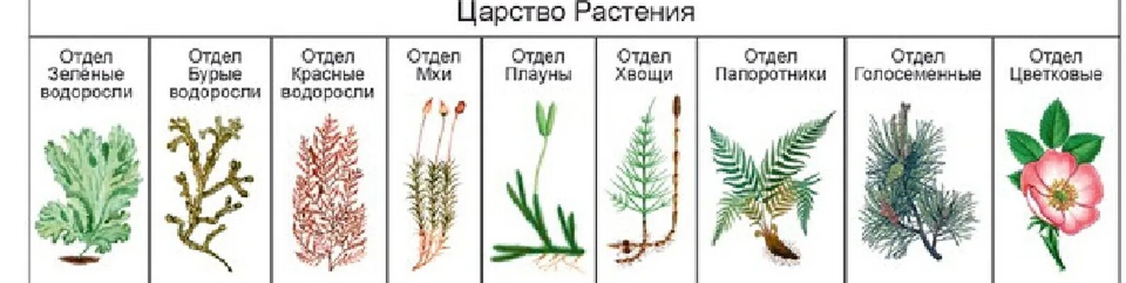 Какие отделы растений показаны на рисунке. Отделы споровые растения схема. Высшие споровые растения схема. Низшие растения высшие споровые растения. Отделы царства растений 5 класс биология.